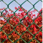 coated_chain_link[1]